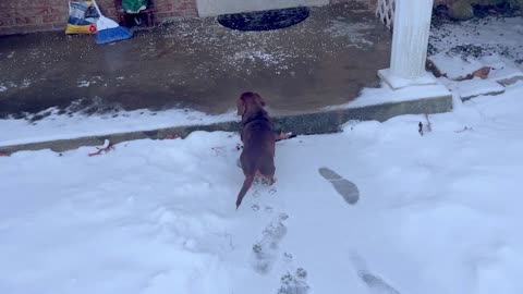 All About My Dog