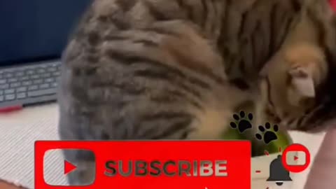 Cuteness Overload! The Funniest Cats & Pets Ever! 🐱🔥