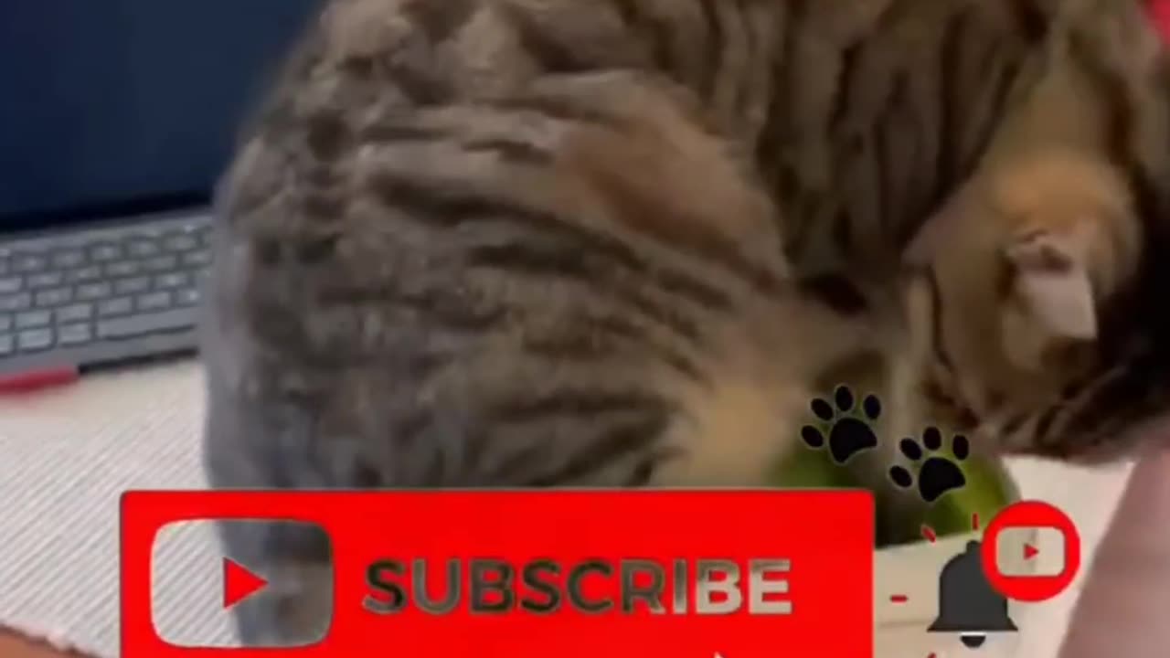 Cuteness Overload! The Funniest Cats & Pets Ever! 🐱🔥