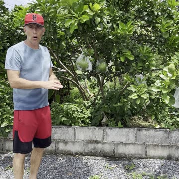 Why Thai Farmers Put Plastic Bags Around Fruit While Still on Tree