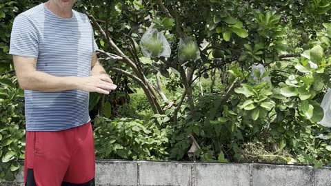 Why Thai Farmers Put Plastic Bags Around Fruit While Still on Tree