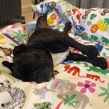 Piper’s Hilarious Evening Flop: Frenchie Snooze Fest