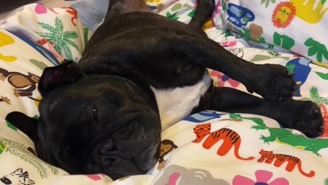 Piper’s Hilarious Evening Flop: Frenchie Snooze Fest