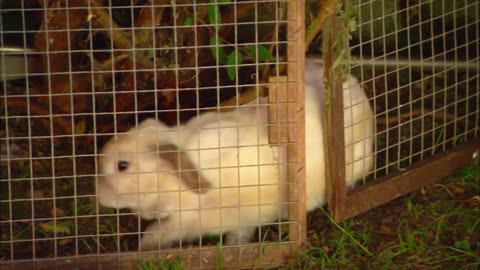 Mi Mascota y Yo - T01E10 - Conejos