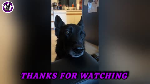 LUNA THE DUTCH SHEPHERD HAD A FUN BIRTHDAY WEEK!