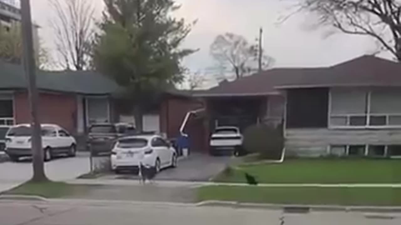 😂 Hilarious Cat Pranksters! Jimmy's Got Some Attitude | FunFM