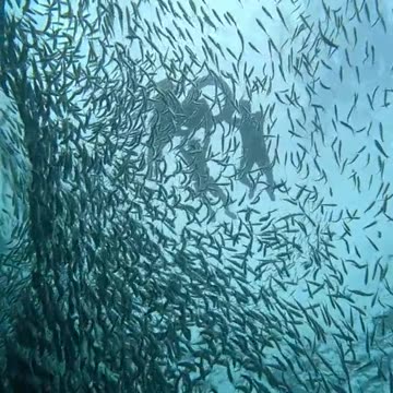Sardine Run in Moalboal: A Spectacle of Millions Just Meters from Shore