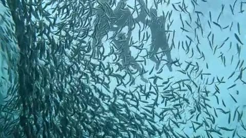 Sardine Run in Moalboal: A Spectacle of Millions Just Meters from Shore