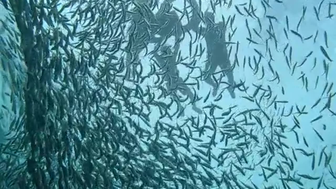 Sardine Run in Moalboal: A Spectacle of Millions Just Meters from Shore