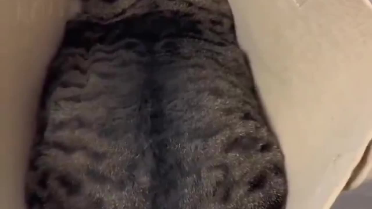 I’m refusing to acknowledge you, human! Go away! MEOW MEOW 😸