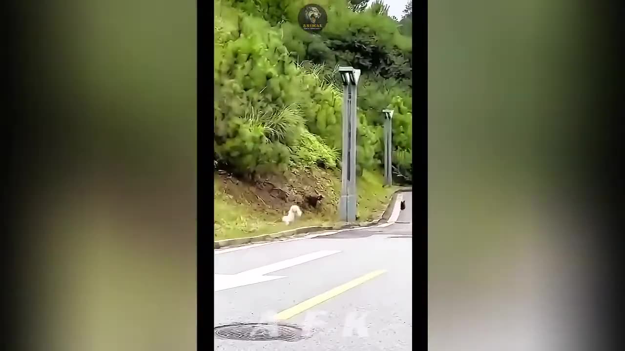 You Won’t Stop Laughing at These Funny Animal Videos