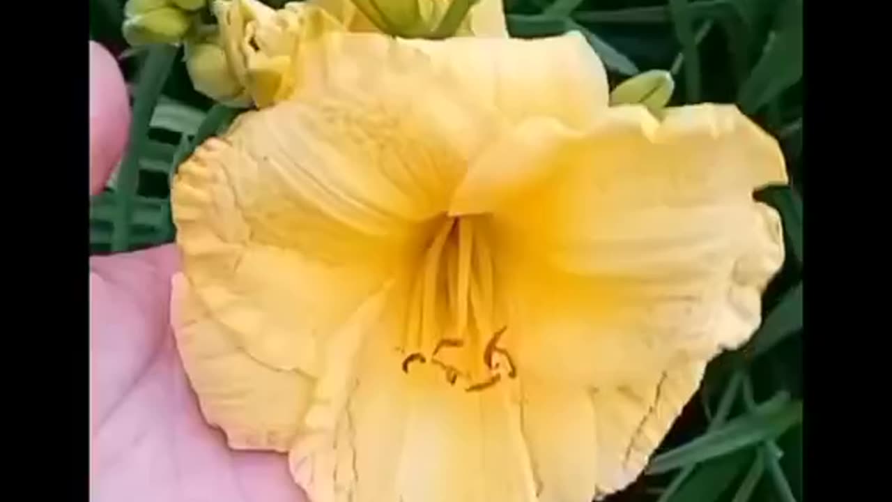 Chosencity