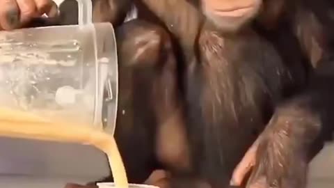 Chimpanzee making a fruit smoothie 🍌 🍎 🥭