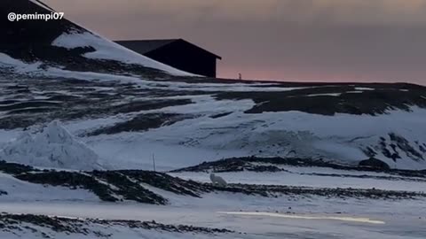 See bears playing in the snow