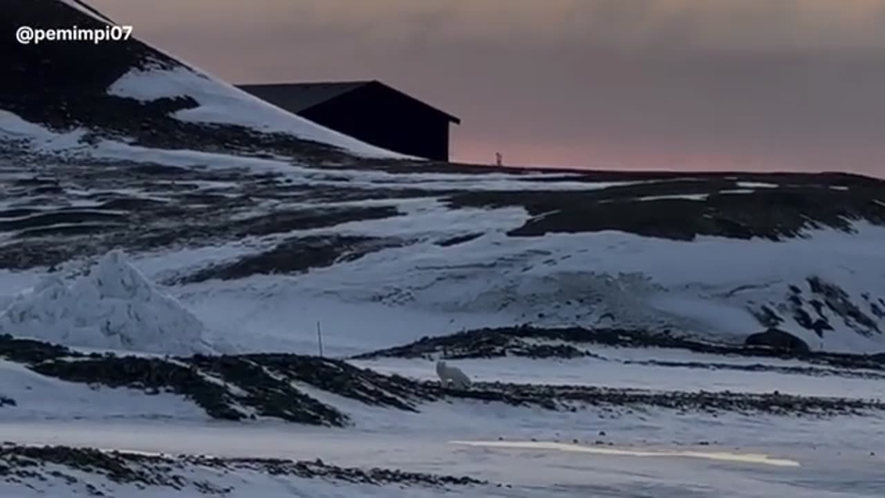 See bears playing in the snow
