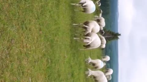Beautiful Scotland 💚🚵🐐🐐