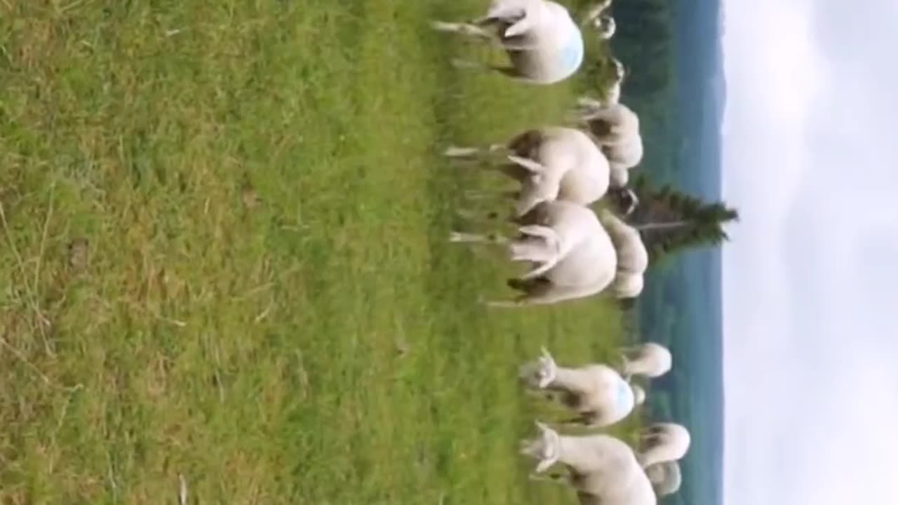 Beautiful Scotland 💚🚵🐐🐐
