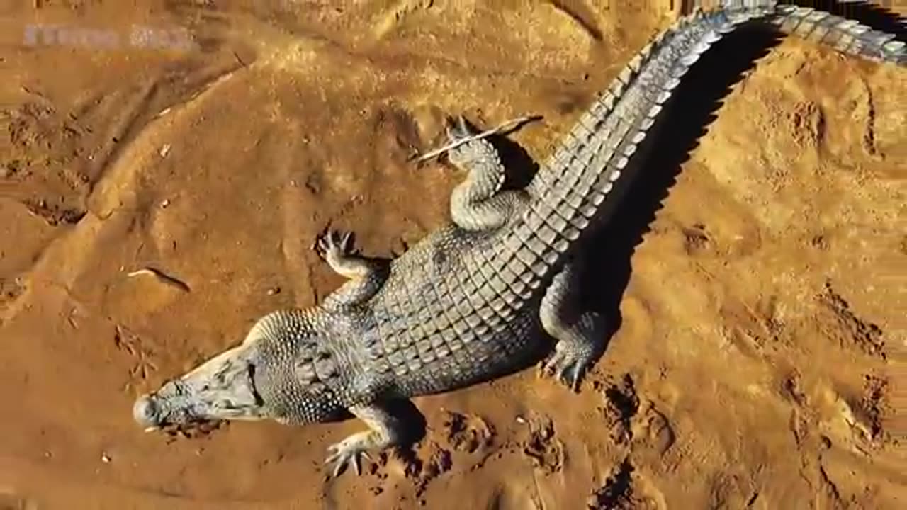 animals