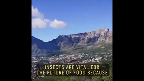 Black Fly Larve Milk, Mmmm, Does A Body Good - Just Not Mine