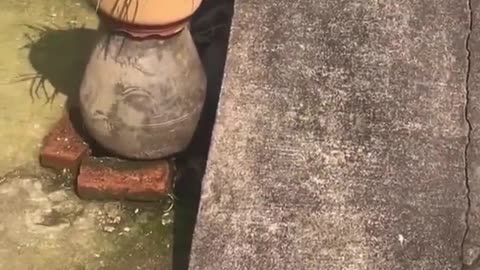 The cat slips on the floor and enjoys