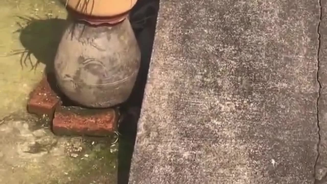 The cat slips on the floor and enjoys