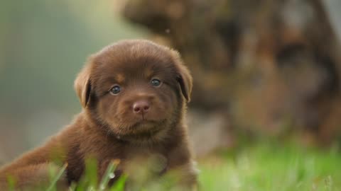 This is going VIRAL: Puppies