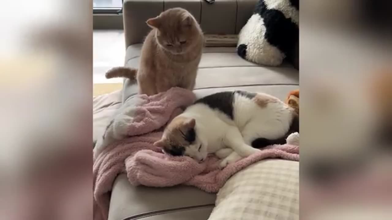 animal
