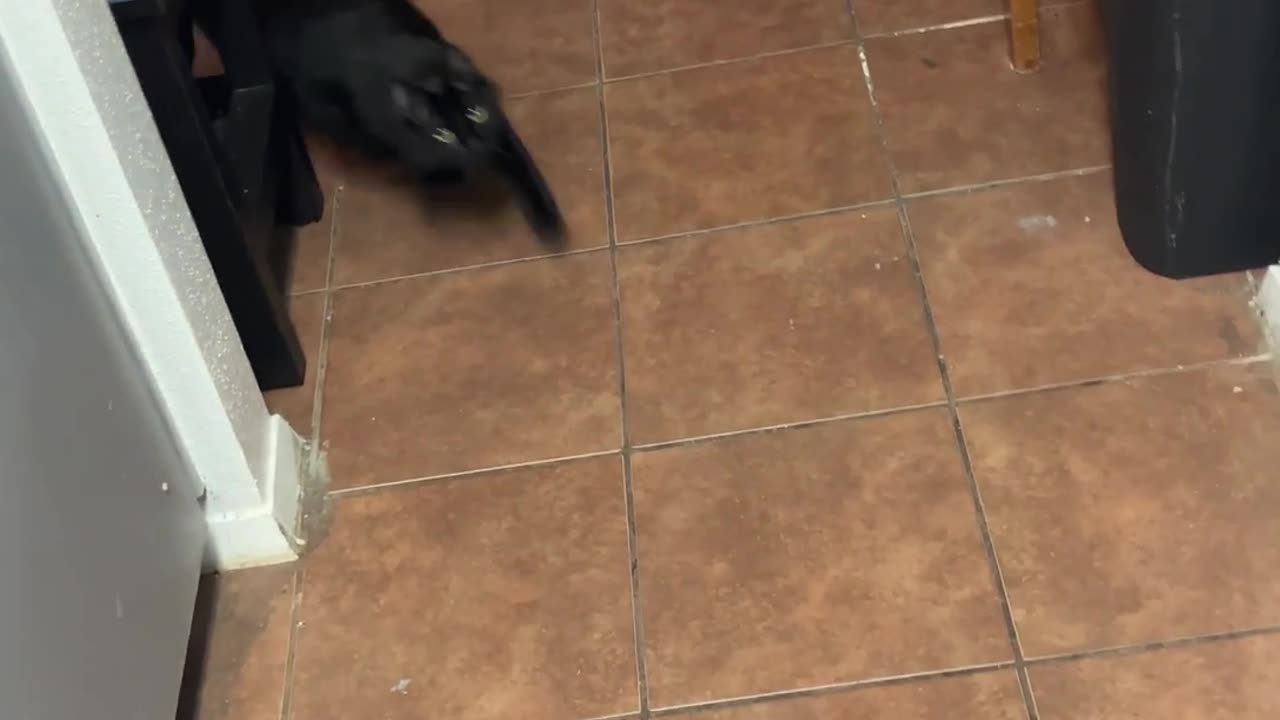Cat Loves Ice Cubes