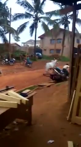 negro on motorbike gets gored by Bull