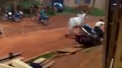 negro on motorbike gets gored by Bull