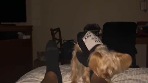 Owner Wakes Up To Small Dog Loving Feet
