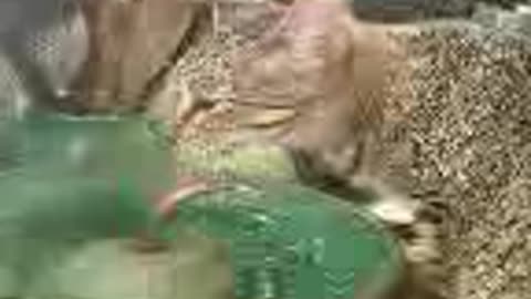 Kitties drinking