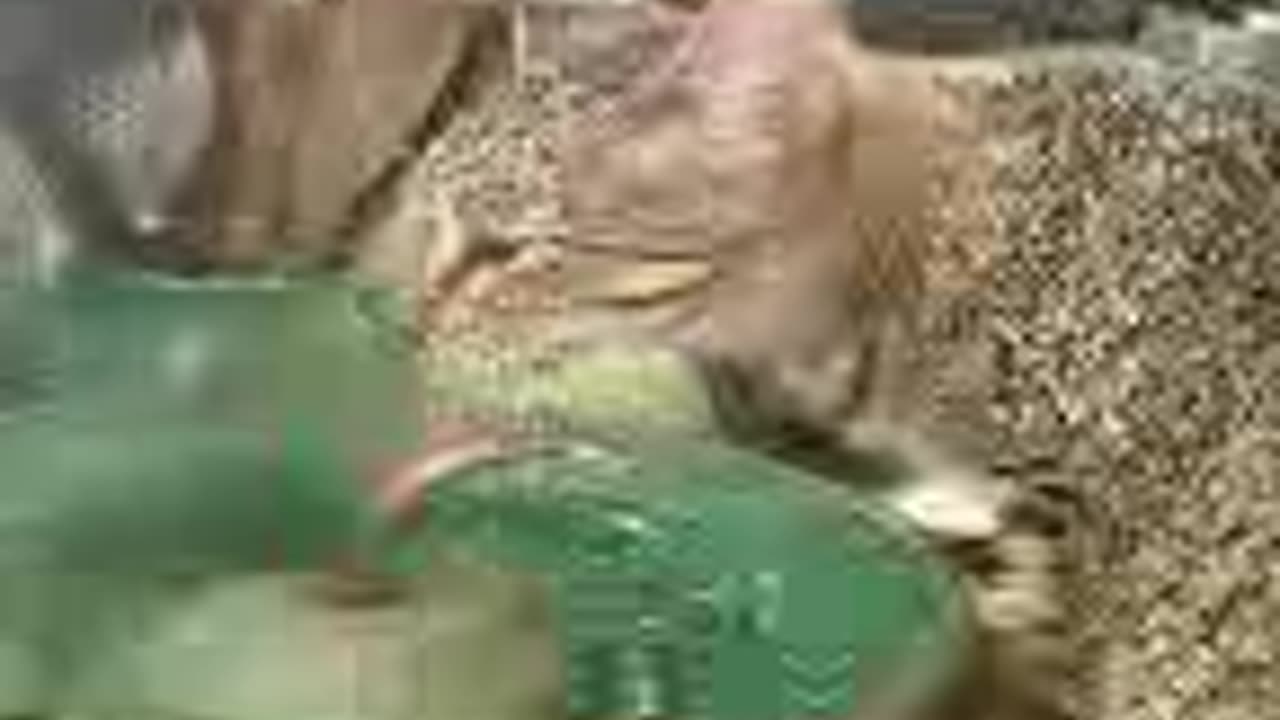 Kitties drinking
