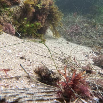 Fish hiding in plain view #lajolla #hidden #fish #4k