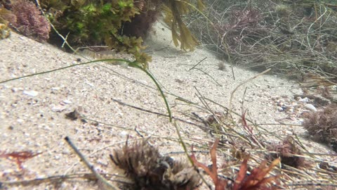 Fish hiding in plain view #lajolla #hidden #fish #4k