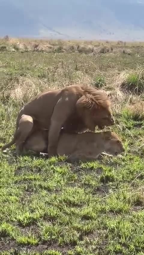 The king with the Queen.😊