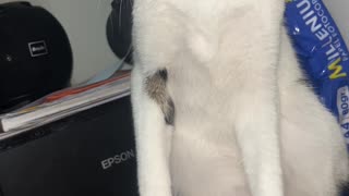 😂😡 You Won't Believe This Angry Animal Moment! | FunFM