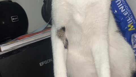 😂😡 You Won't Believe This Angry Animal Moment! | FunFM