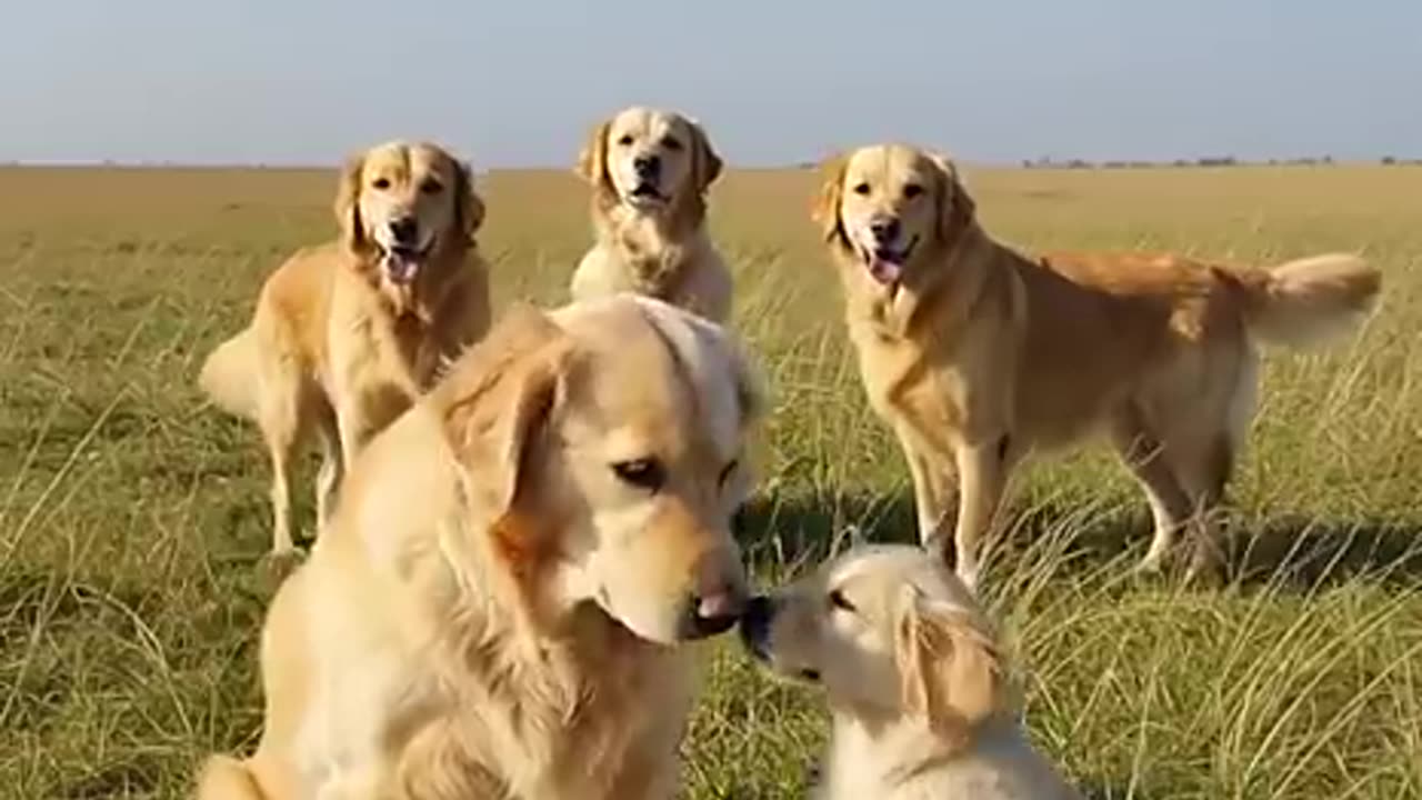 Golden Retriever Saves Her Puppy with Help from a Friend