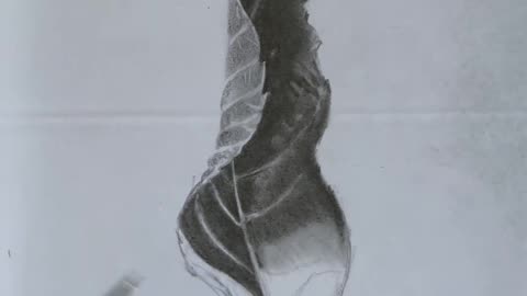 Sketching dry leaf with normal pencil in Timelapse