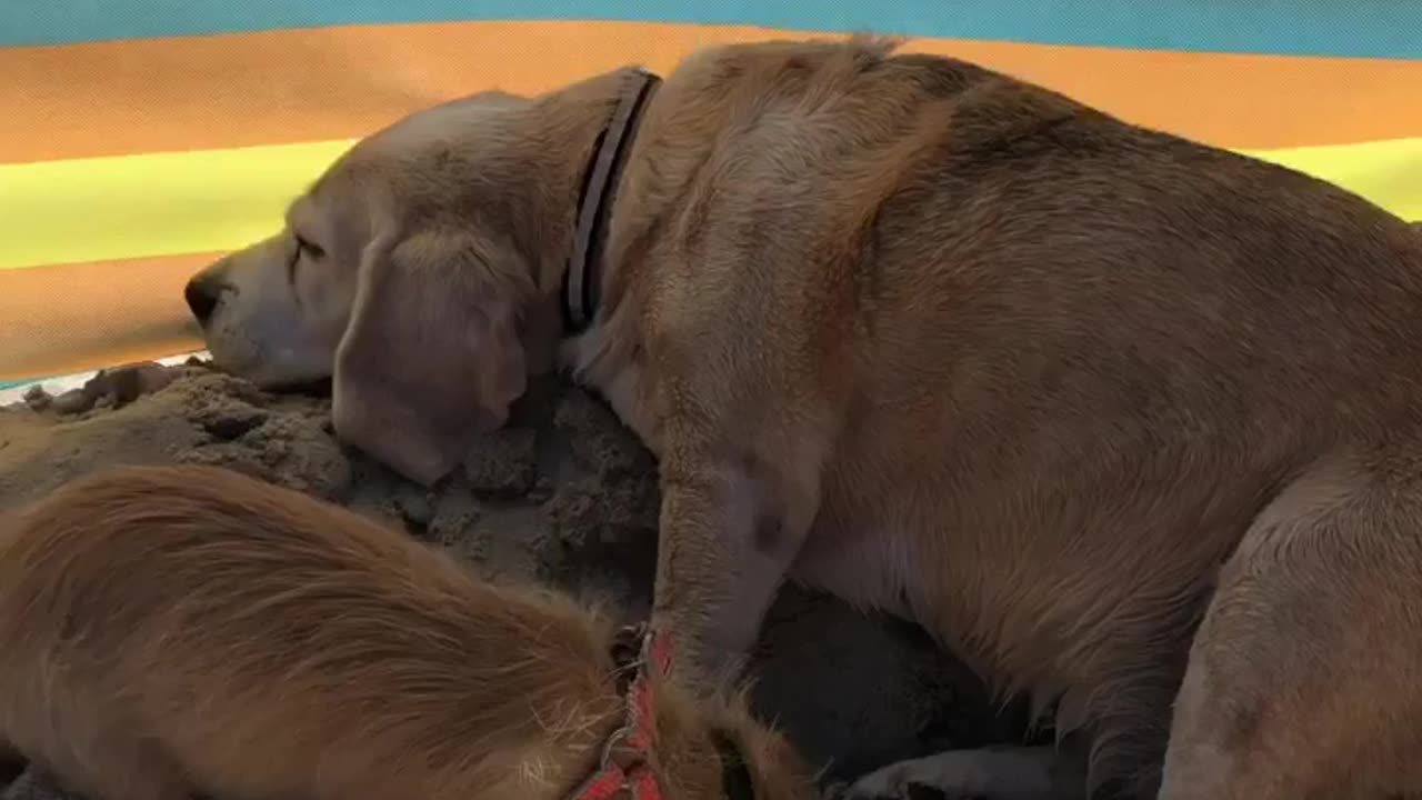 Dog 🐕 lovers