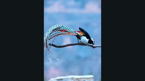 BEAUTIFUL BIRDS 👌👌
