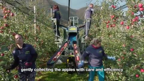 Harvesting 27 Billion Pounds of Tomatoes To Produce Ketchup This Way | Agriculture Technology