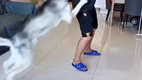 Dog's Hilarious Reaction to Human Fart. Funny Pets