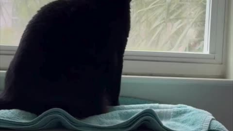 Cute Precious Piper Needs to Call Maintenance - My Adopted Shelter Cat Vlog #shorts