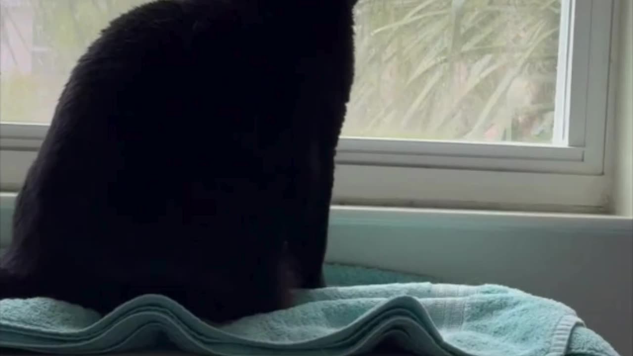 Cute Precious Piper Needs to Call Maintenance - My Adopted Shelter Cat Vlog #shorts