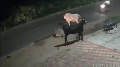 Cow Karma