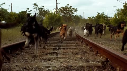Dogs Army Power Hindi Voice Over Film Explained in Hindi_Urdu Summarized हिन्दी Full Slasher