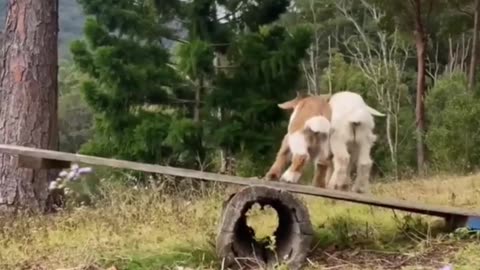 Sheep Plays on Seesaw, Balancing Left and Right!