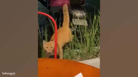 Sillest cats